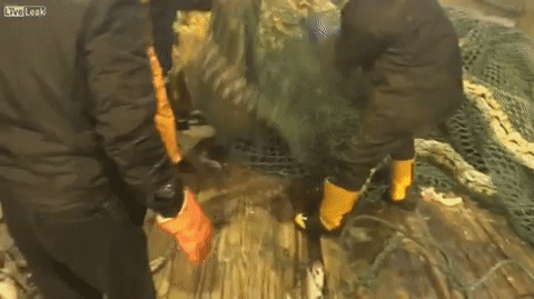 1459789172-83c08df52fcee1e274bbdd05cf3f9dec