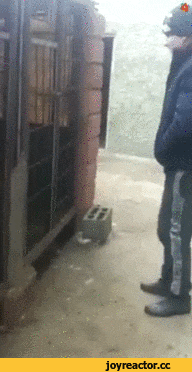 -гопота-волк-клетка-2056177