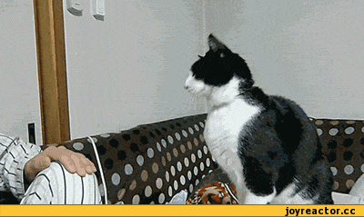 -котэ-погладь-кота-588567