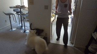 -животные-собака-котэ-2980051