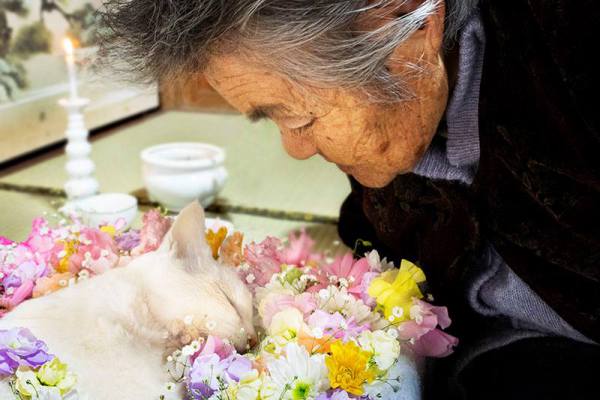 fukumaru-cat-dies-granny-and-cat-japan-01