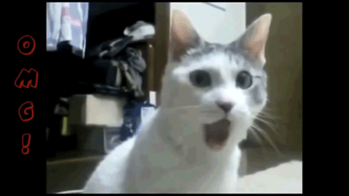 Funny-Cats-2