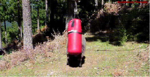 -баран-(животное)-тренировка-2119592