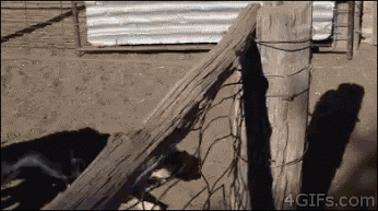 pR9GajEhQlfk6RqWF0jm_Dog Shortcut