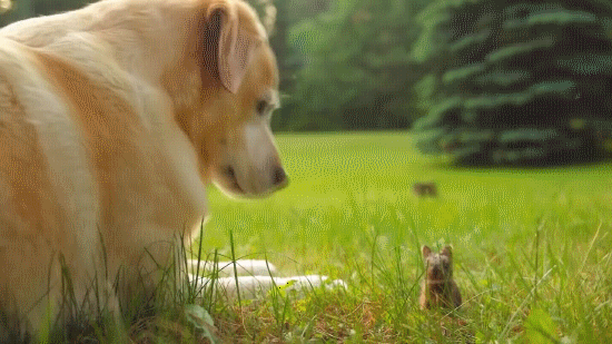 -кролик-живность-милота-2926191