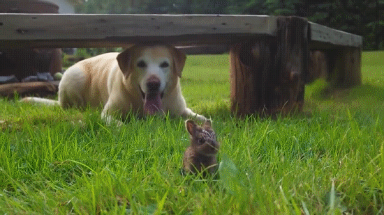 -кролик-живность-милота-2926192