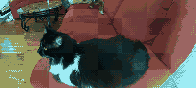 кот обнимашки