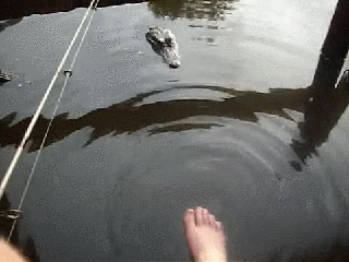 Fungif_24