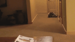75a47786cbe835159eff5edae685cb62_gif2870