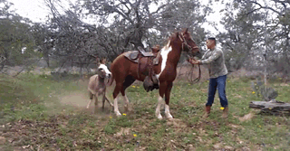 -голова-болит-лошадь-осёл-3034895