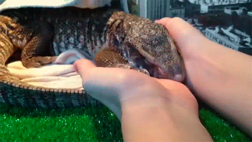 -живность-Степной-варан-варан-3037037