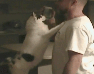 -котэ-пиво-бухло-3045888