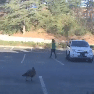 ezgif.com-video-to-gif