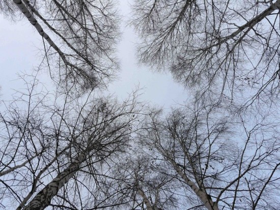 женя верхушки дерев