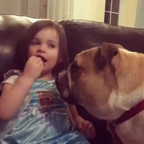 -собакен-наглая-морда-3025335