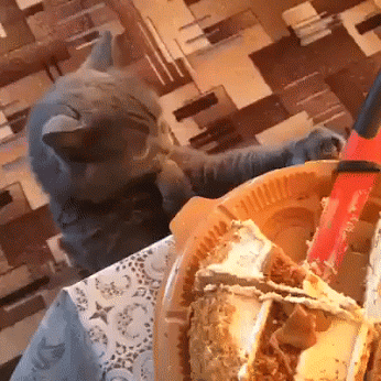 KEDİ-Pastanın tadına bakıyor, yiyor