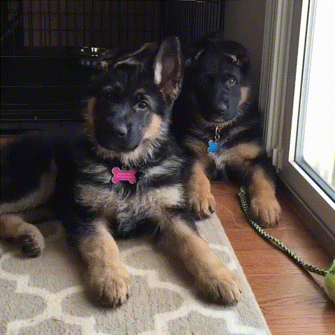 -щенки-овчарка-3017193