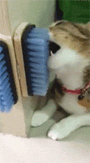 -живность-гифки-щётка-3064154