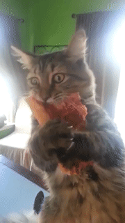 ezgif.com-video-to-gif