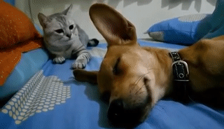 ezgif.com-video-to-gif