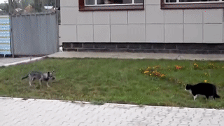 ezgif.com-video-to-gif