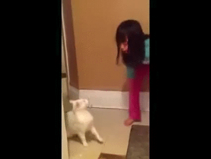 -котэ-ответка-3062103