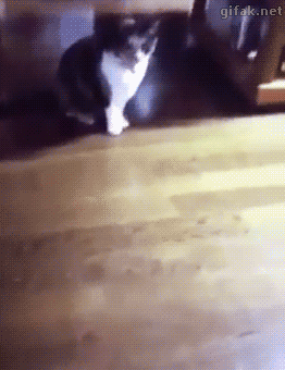 -gif-живность-критическое-попадание-3068078