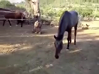 -живность-лошадь-цыпленок-3075818