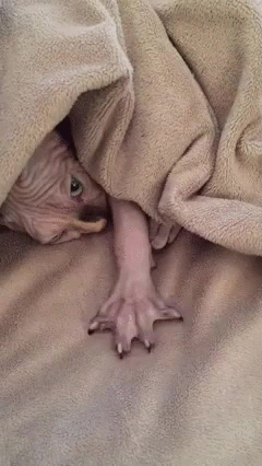 -котэ-лапа-3079826