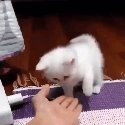 -котэ-песочница-3059598