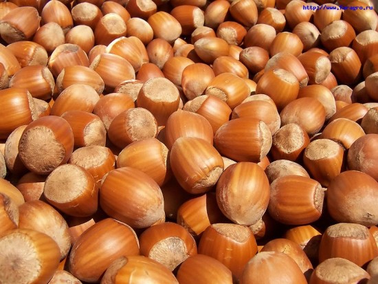 nut_hazelnut_1_h_orig