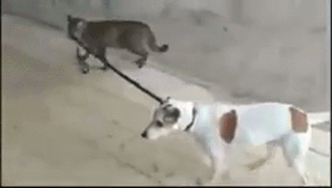 -котэ-шарик-домой-3093043