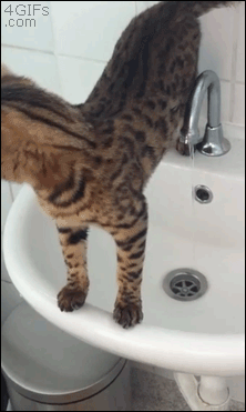 gifs_02