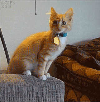 gifs_07