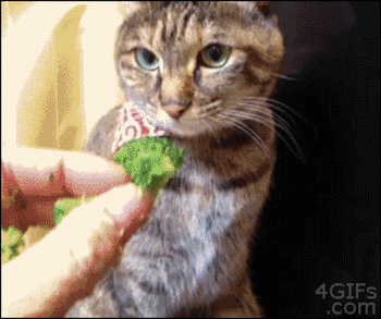 gifs_12