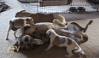 gifs_13