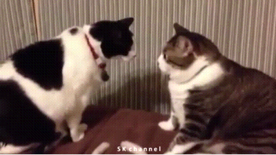 gifs_15