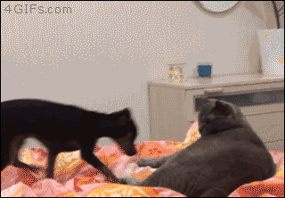 gifs_18
