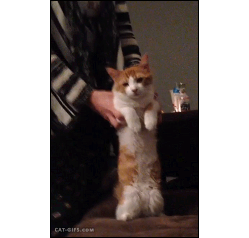 gifs_21