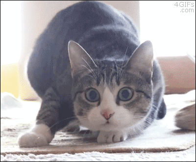 gifs_23