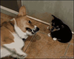 when_pets_play_01
