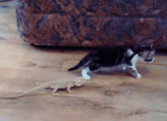 when_pets_play_05