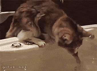 when_pets_play_17