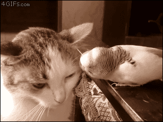 gif-картинки-котэ-гифки-котэ-кот-323505