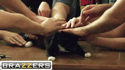 gif-картинки-котэ-Brazzers-песочница-632575