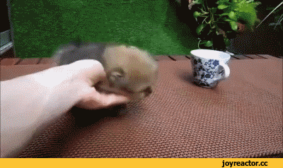 gifki-sobaka-milota-zhivnost-2662870