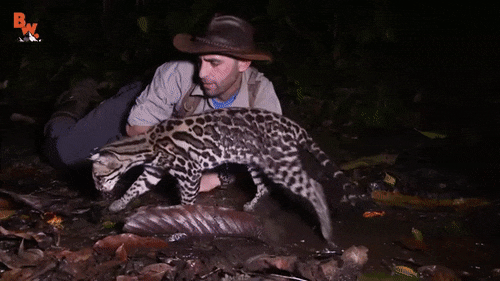 -гифка-живность-3112477