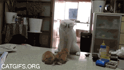 58b43742c196d6ce31e73f26231