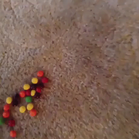 -собака-3112405