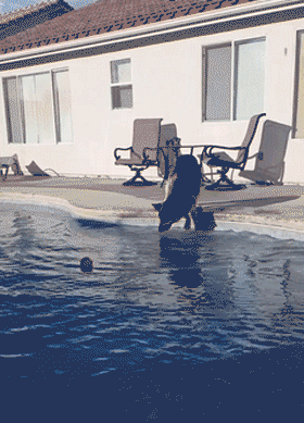 -собака-мячик-умная-псина-3111919